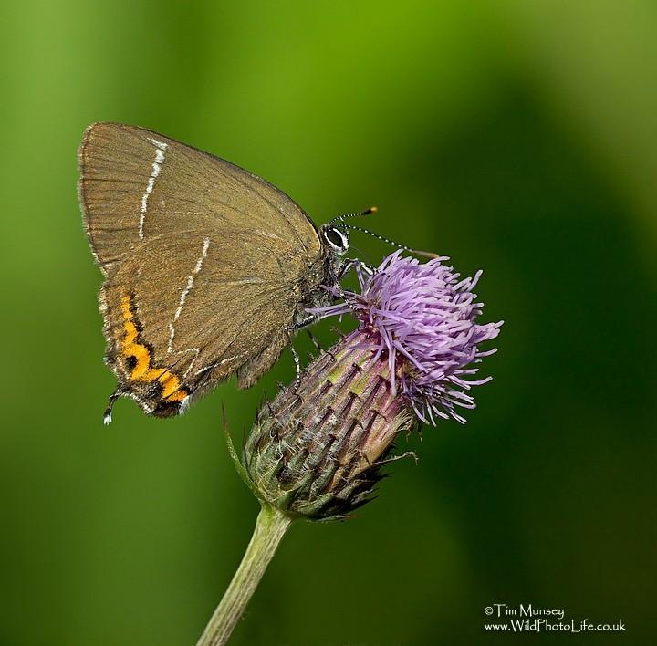 White letter hairstreak 18_07_06_2.jpg